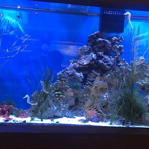Discovery center seahorse tank