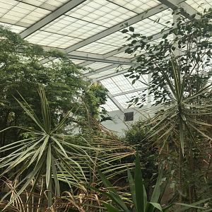 Discovery center rainforest