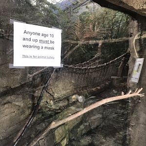 Discovery center prehensile tailed skink exhibit