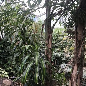 Discovery center rainforest