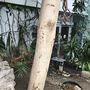 Discovery center Indian star tortoise exhibit