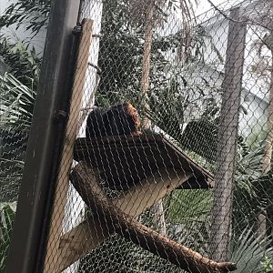 Discovery center golden headed lion tamarin
