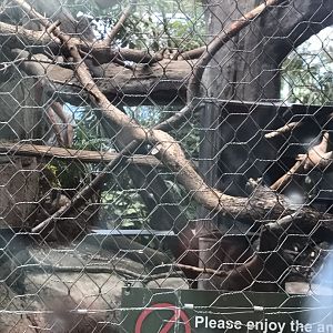 Discovery center golden headed lion tamarin exhibit