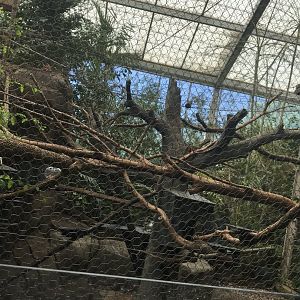 Discovery center golden headed lion tamarin exhibit