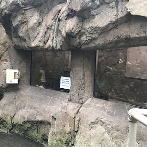 Discovery center woma python exhibit