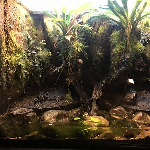 Discovery center poison dart frog exhibit