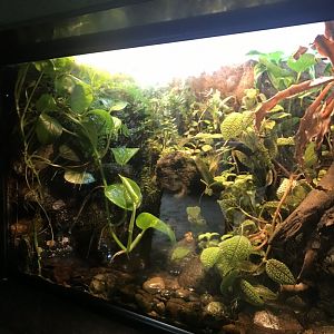 Discovery center panamanian golden frog exhibit