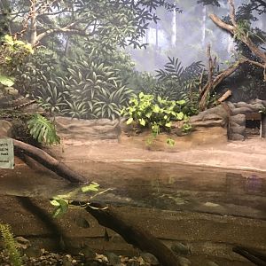 Discovery center dwarf caiman exhibit