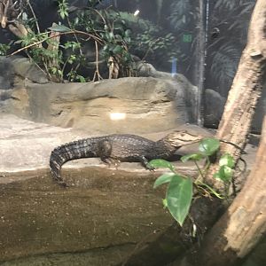 Discovery center dwarf caiman