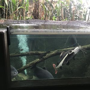 Discovery center amazon river tank