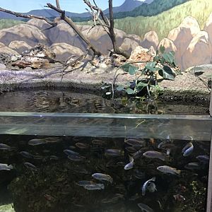 Discovery center African cichlid tank