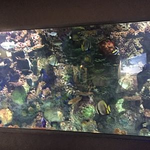 Discovery center coral reef tank