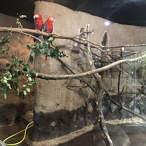 Discovery center scarlet macaw exhibit