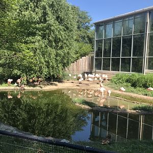 Discovery center Chilean flamingo exhibit