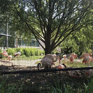 Discovery center Chilean flamingo exhibit