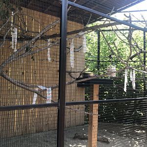 Australia adventure eclectus parrot exhibit