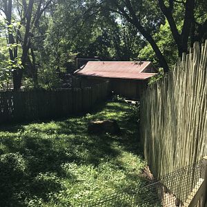 Australia adventure double wattled cassowary exhibit