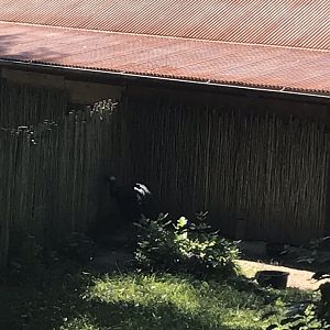 Australia adventure double wattled cassowary