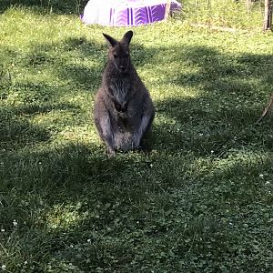 Australia adventure Bennett’s wallaby