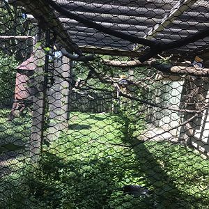 Australia adventure kookaburra exhibit