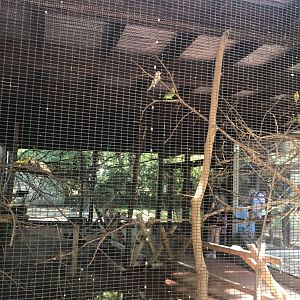 Australia adventure budgerigar exhibit