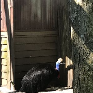 Australia adventure double wattled cassowary