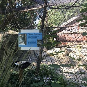 Australia adventure Australian aviary