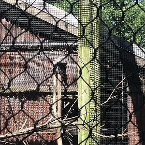 Australia adventure tawny frogmouth