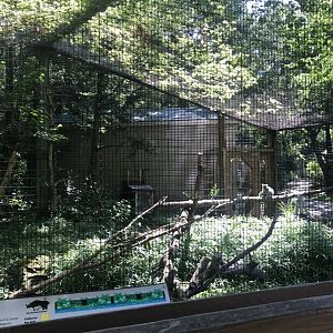Ring-tailed lemur exhibit