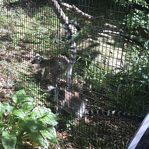 Ring-tailed lemurs