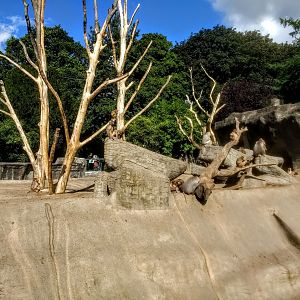 Tierpark Hagenbeck- hamadryas baboon rock- 2020