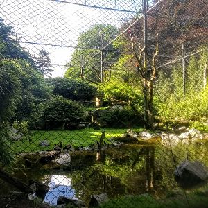 Tierpark Hagenbeck- macaw aviary- 2020
