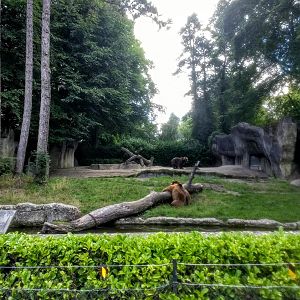 Tierpark Hagenbeck- kamchatka bear enclosure- 2020