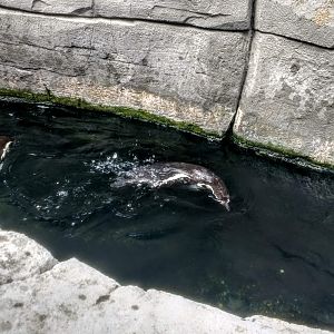 Tierpark Hagenbeck- humboldt penguin swimming- 2020