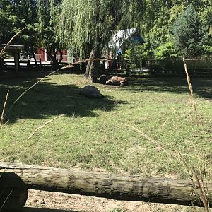 Aldabra tortoise exhibit