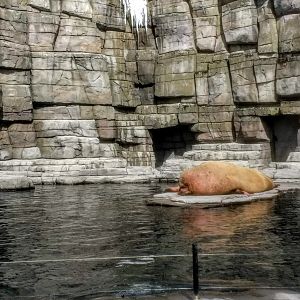 Tierpark Hagenbeck- walrus lying on an island- 2020