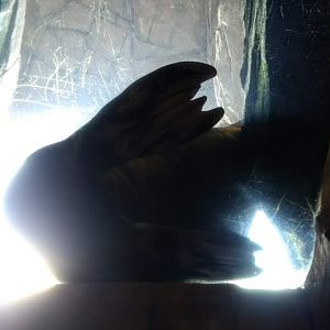 Tierpark Hagenbeck- walrus from below- 2020