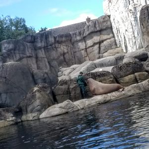 Tierpark Hagenbeck- Zookeeper feeding walrus with polar bear in the back- 2020