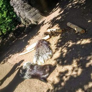 Tierpark Hagenbeck- porcupine- 2020