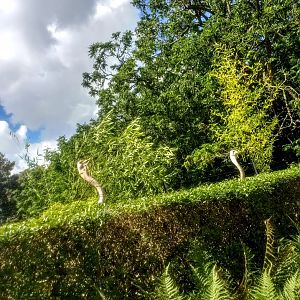 Tierpark Hagenbeck- ostriches peeking over the hedge in order to eat- 2020