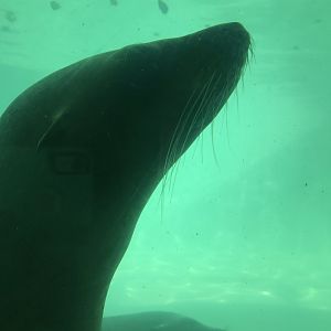 Hub Harbor California sea lion