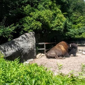Tierpark Hagenbeck- male bison- 2020
