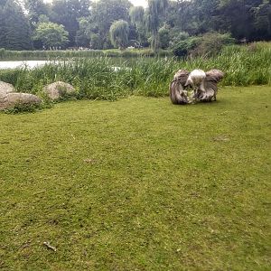 Tierpark Hagenbeck- male emu trying to impress two female emus- 2020