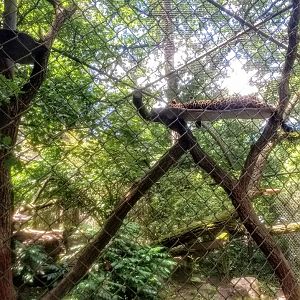 Tierpark Hagenbeck- northern chinese leopard sleeping- 2020