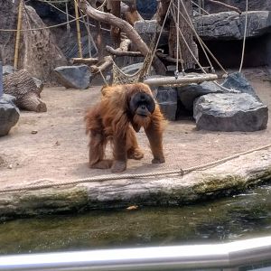 Tierpark Hagenbeck- male sumatran orang-utan Tuan- 2020