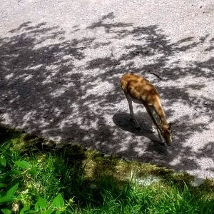 Tierpark Hagenbeck- blackbuck- 2020
