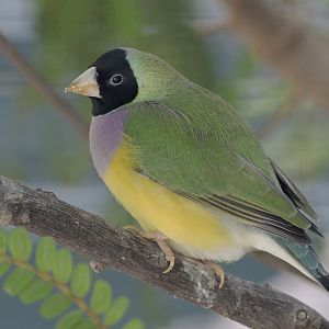 Black-faced Gouldian finch