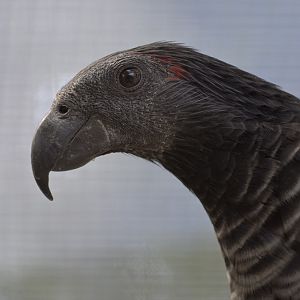 Pesquet's parrot 'Loki'