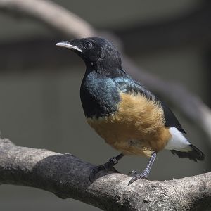 Spreo starling fledgling