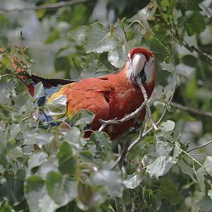 Free-flying scarlet macaw